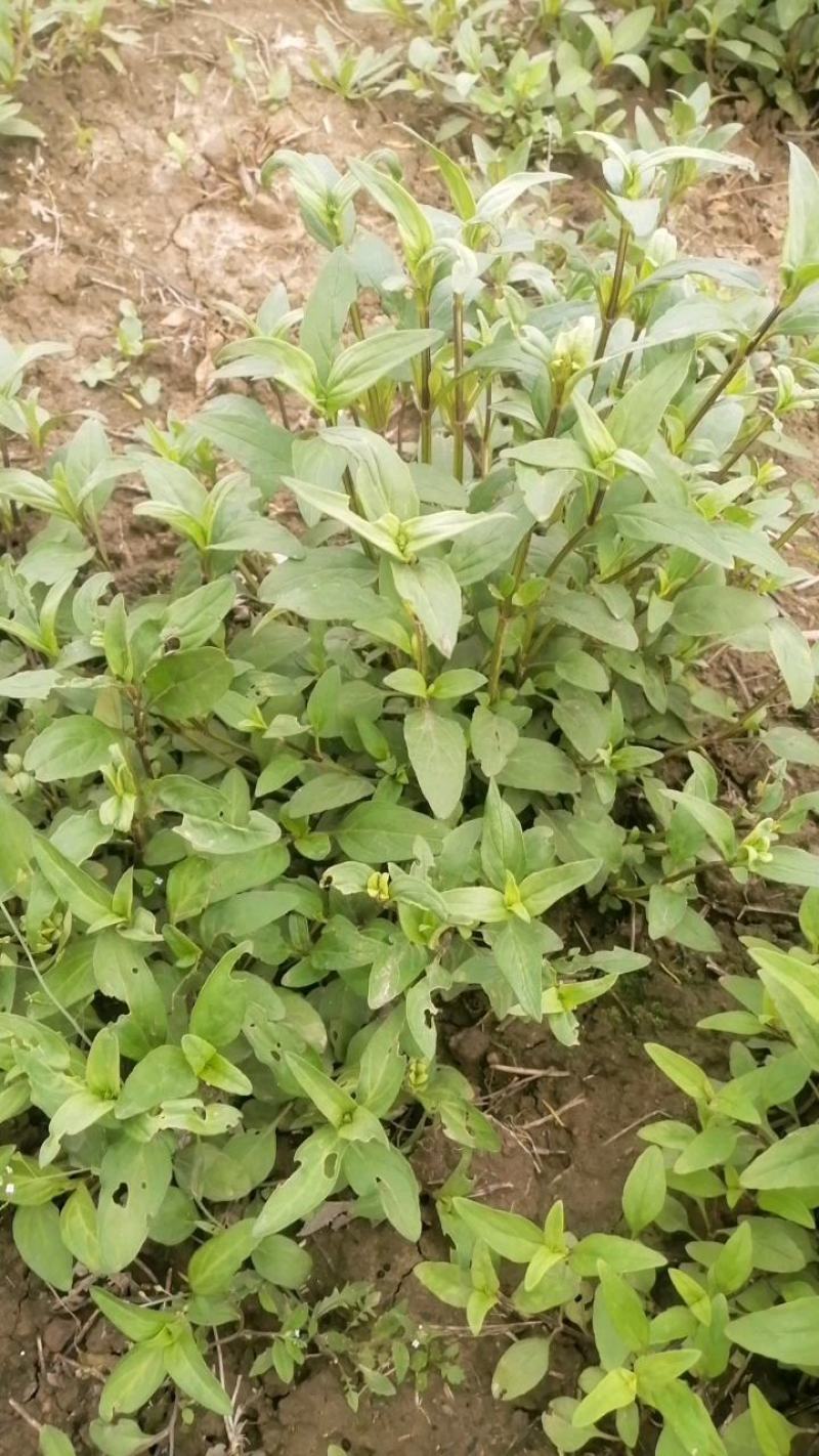 夏枯草小苗幼苗野生夏枯草小苗夏枯球小苗中苗大苗批发零售