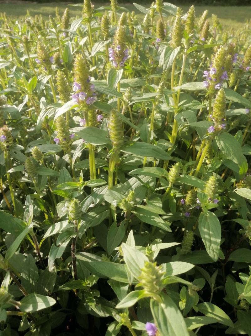 夏枯草小苗幼苗野生夏枯草小苗夏枯球小苗中苗大苗批发零售