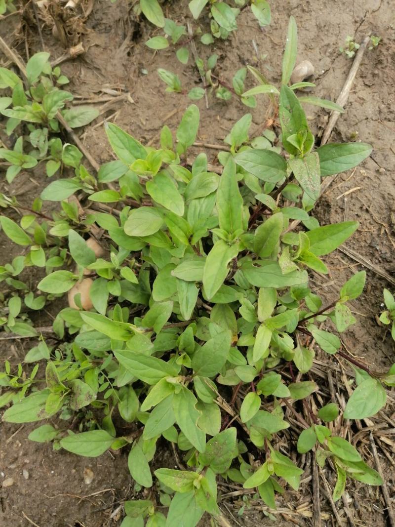 夏枯草小苗幼苗野生夏枯草小苗夏枯球小苗中苗大苗批发零售