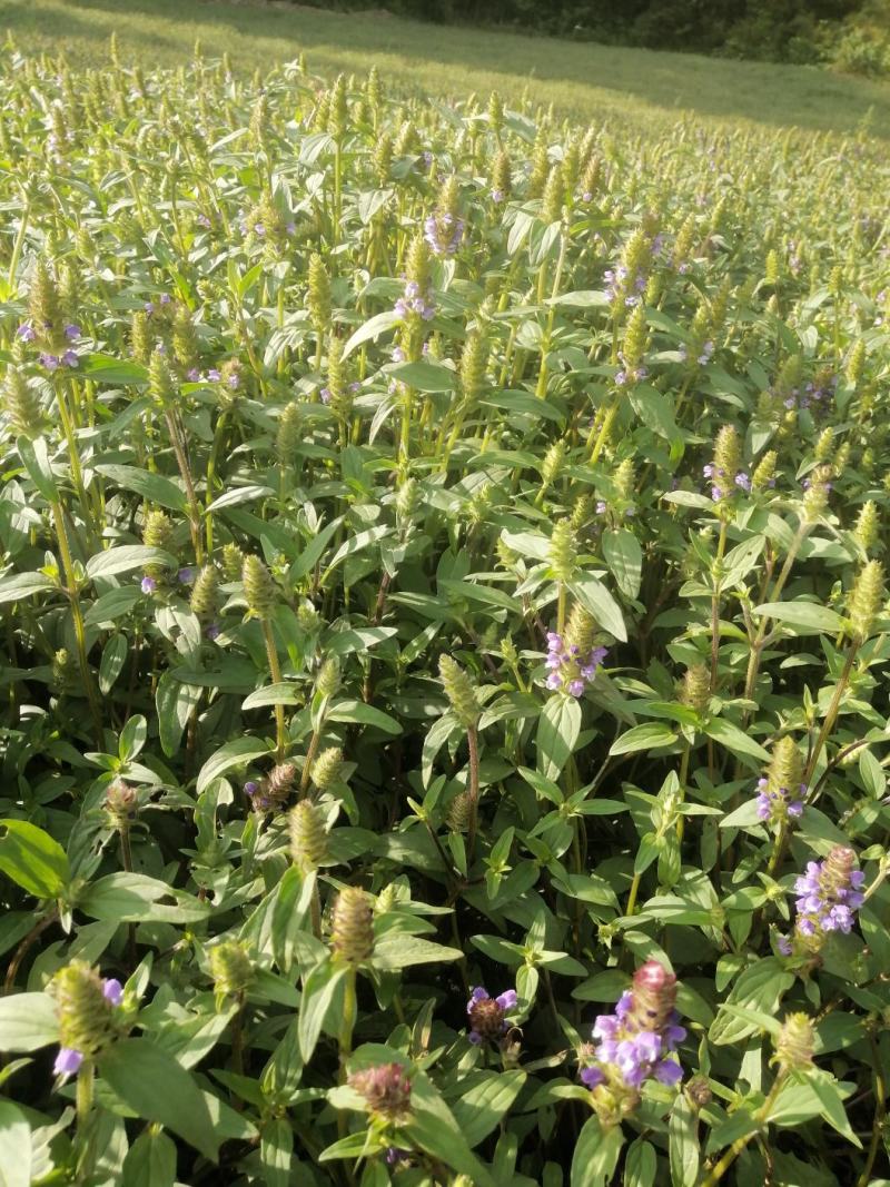 夏枯草小苗幼苗野生夏枯草小苗夏枯球小苗中苗大苗批发零售