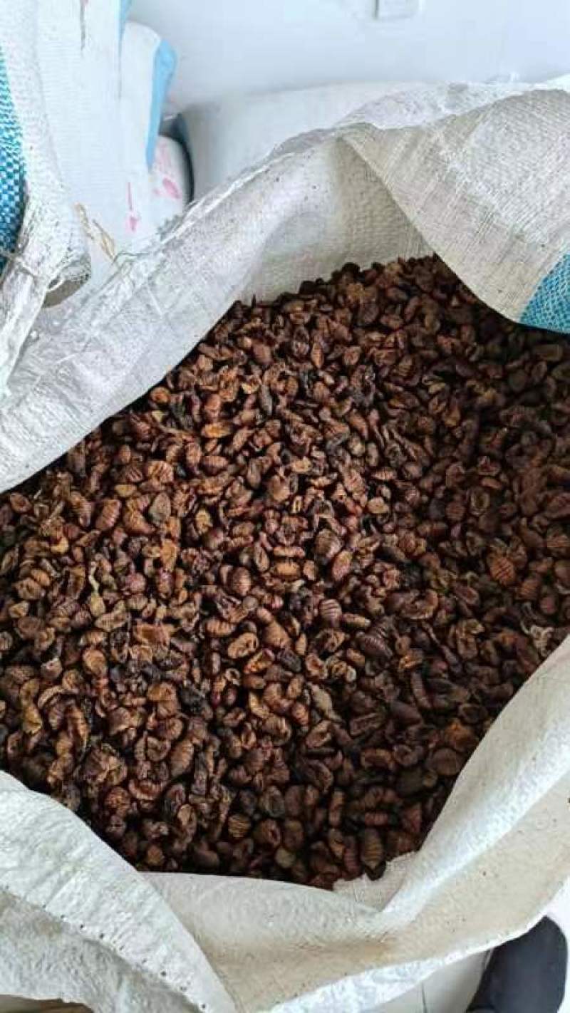 烘干蚕蛹干鸟粮长年大量供应昆虫大全