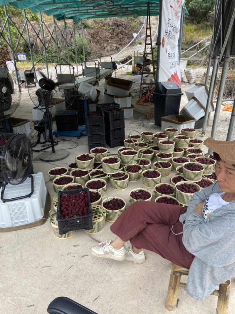 正宗仙居杨梅