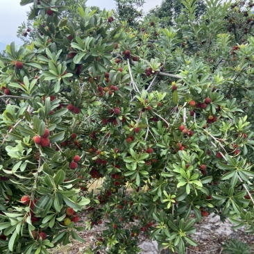 正宗仙居杨梅