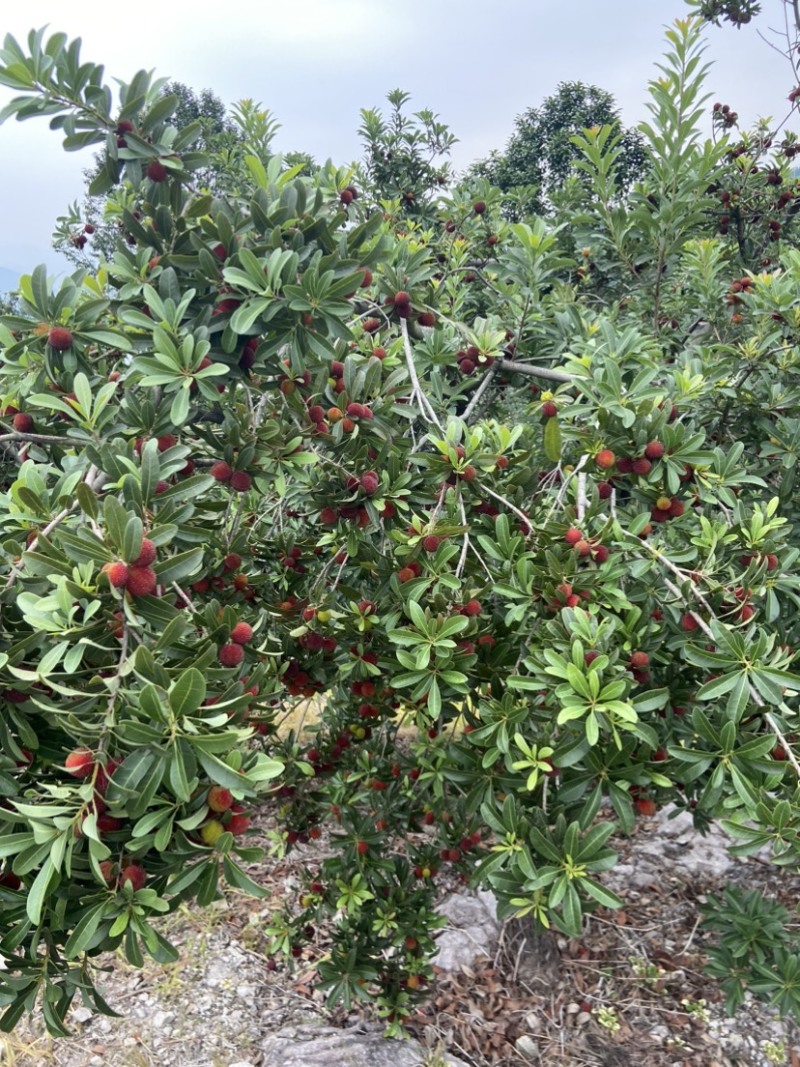 正宗仙居杨梅