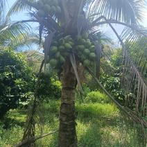 海南椰子和各种热带水果