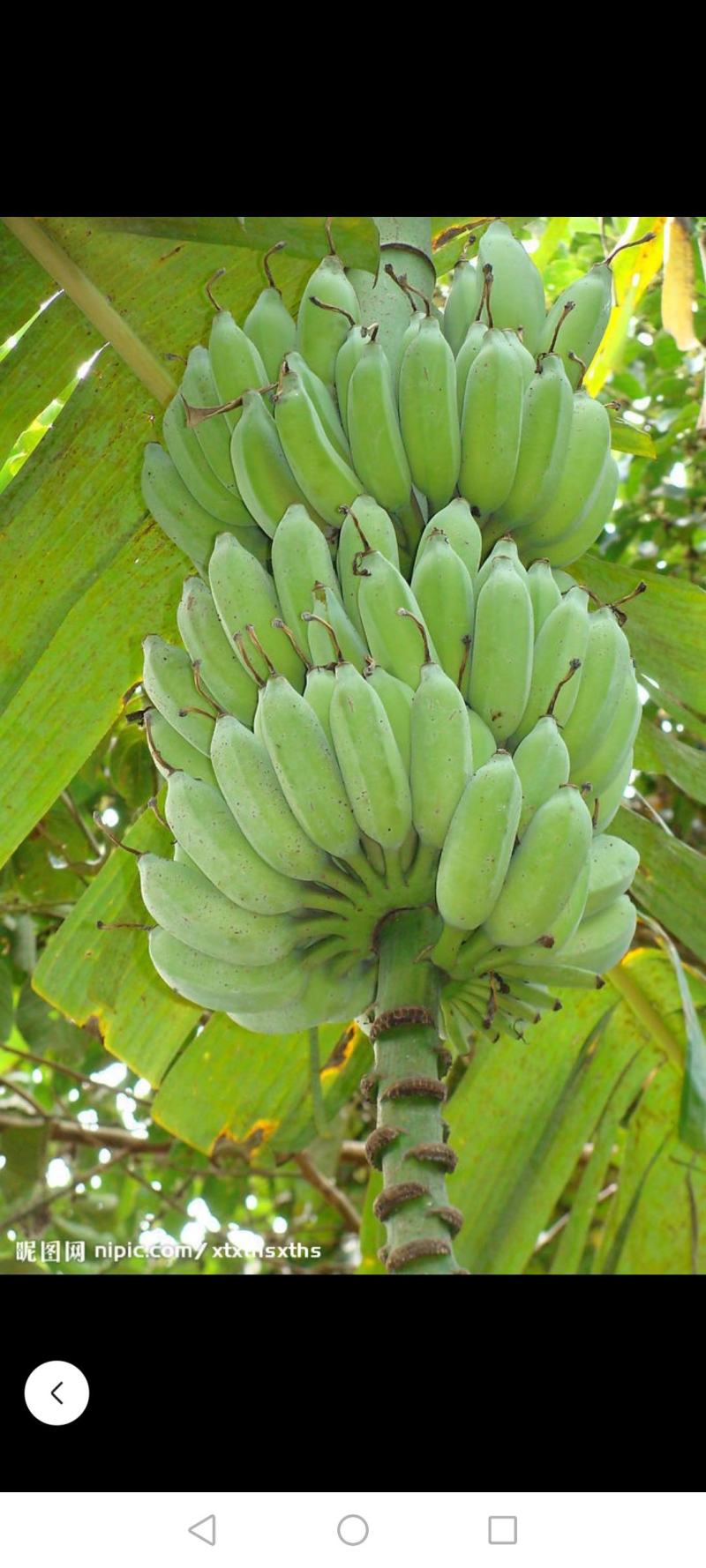 海南椰子和各种热带水果