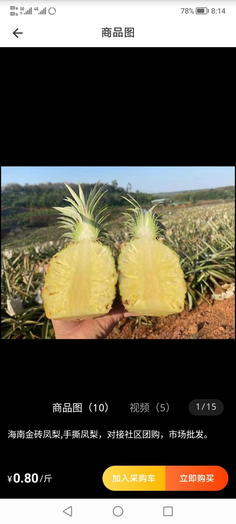 海南椰子和各种热带水果