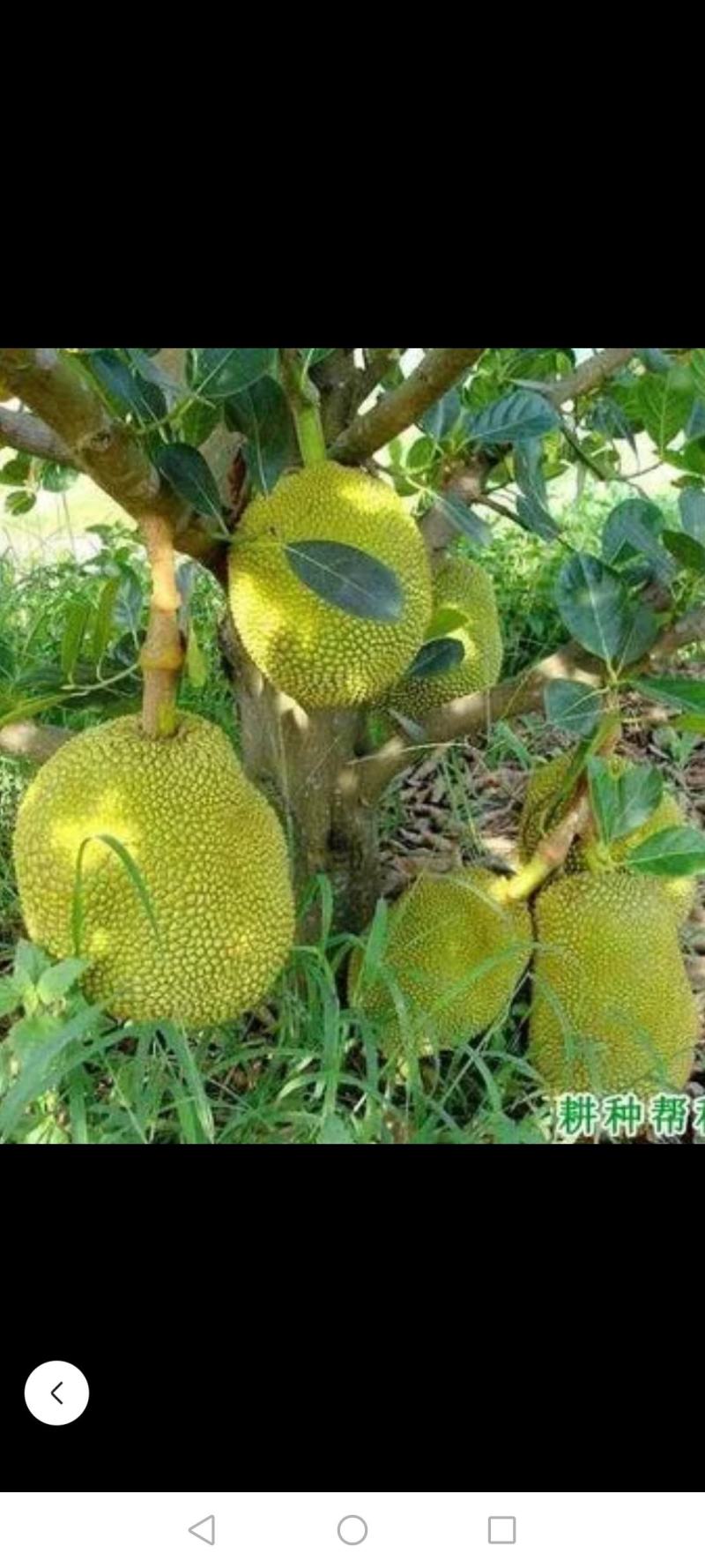海南椰子和各种热带水果