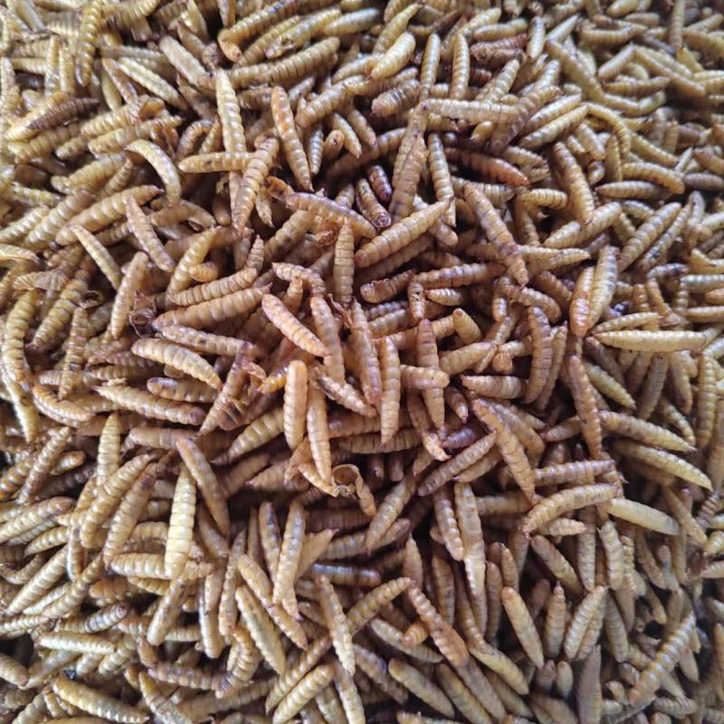微波黑水虻虫干/昆虫蛋白原料/黑水虻养殖厂/水