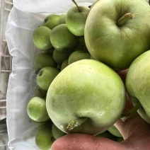 泰安露天辽伏苹果大量上市头茬果个头大色泽鲜艳口感脆甜