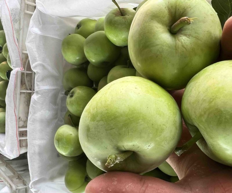 泰安露天辽伏苹果大量上市头茬果个头大色泽鲜艳口感脆甜