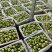 泰安露天辽伏苹果大量上市头茬果个头大色泽鲜艳口感脆甜