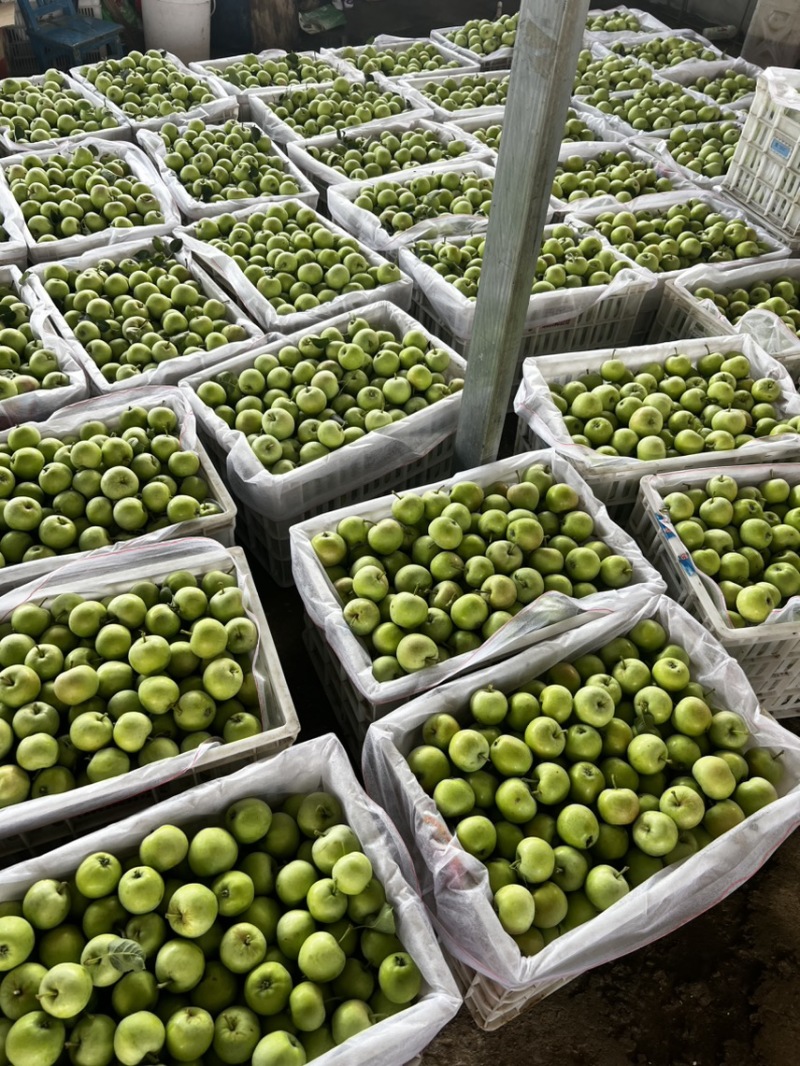 泰安露天辽伏苹果大量上市头茬果个头大色泽鲜艳口感脆甜