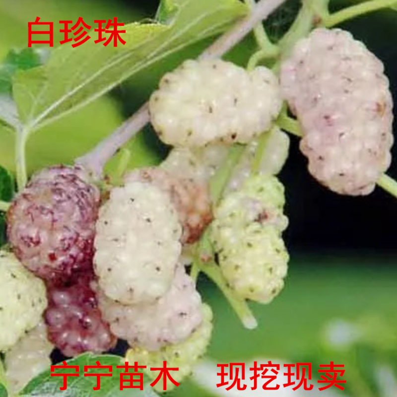 桑树苗韩国白珍珠果桑苗甜中带鲜品种特别的桑葚苗