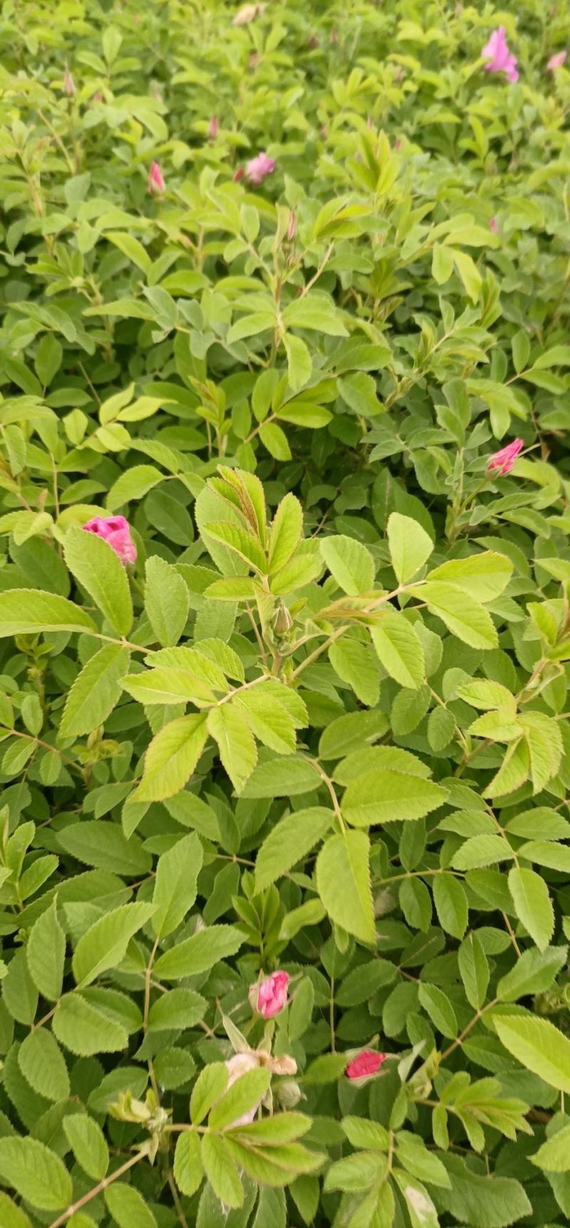 四季玫瑰