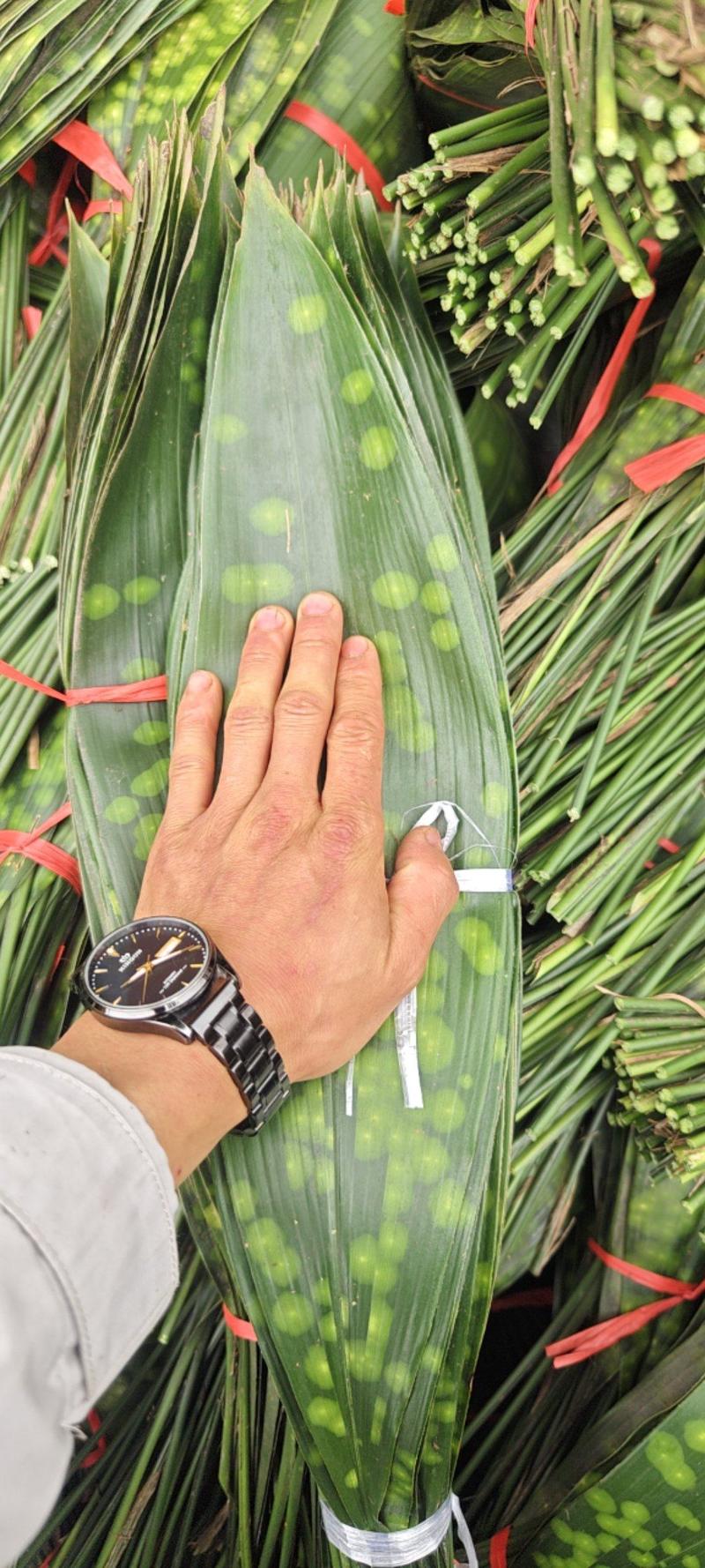 一叶兰粽叶产地现采现发质量保证可视频看货