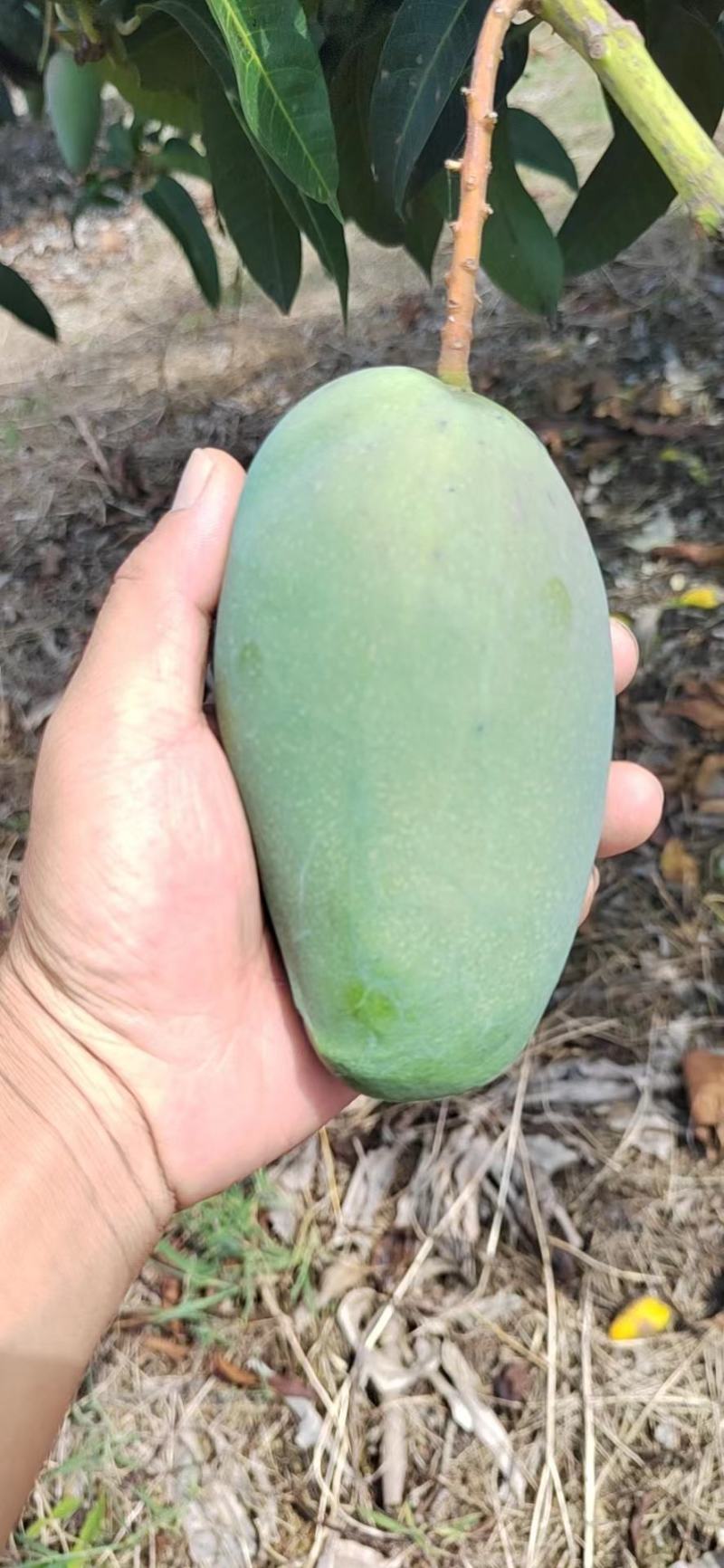 金煌芒小台芒大青芒贵妃产地对接电商社区团购市场批发