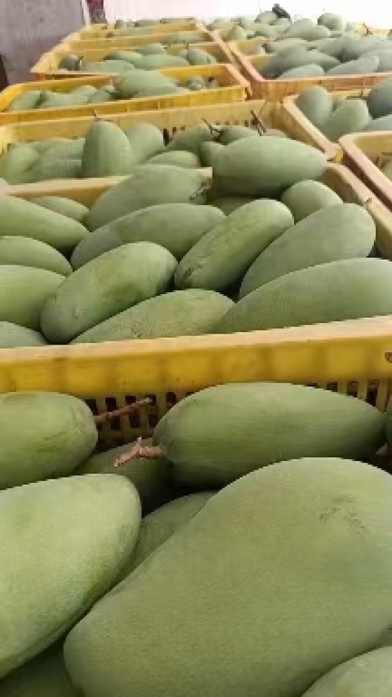 金煌芒小台芒大青芒贵妃产地对接电商社区团购市场批发