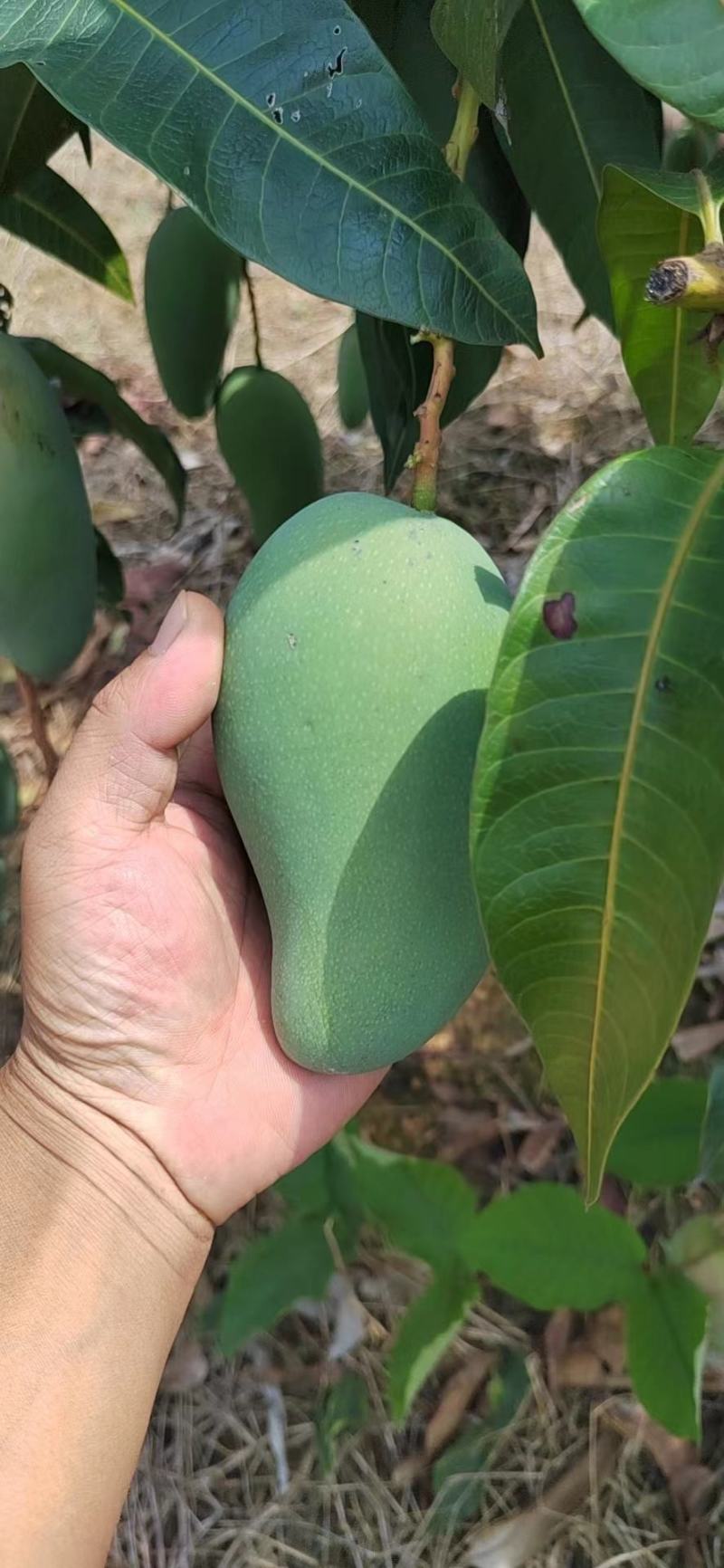 金煌芒小台芒大青芒贵妃产地对接电商社区团购市场批发