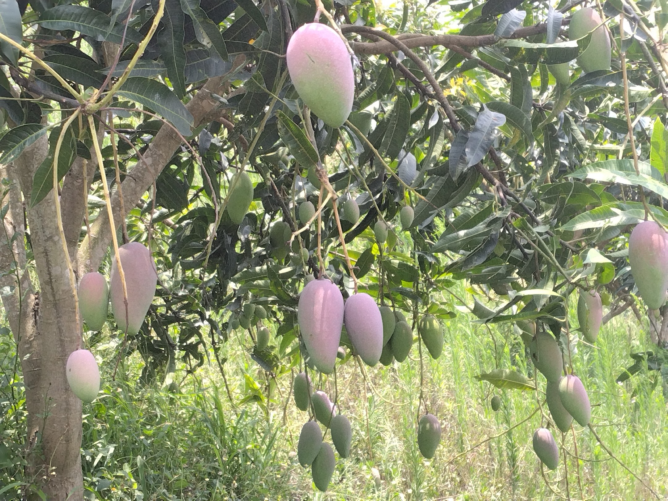 插画展示芒果与男性健康主题的结合,背景为阳光、营养餐盘和运动元素 健康饮食中的芒果与男性健康主题插图