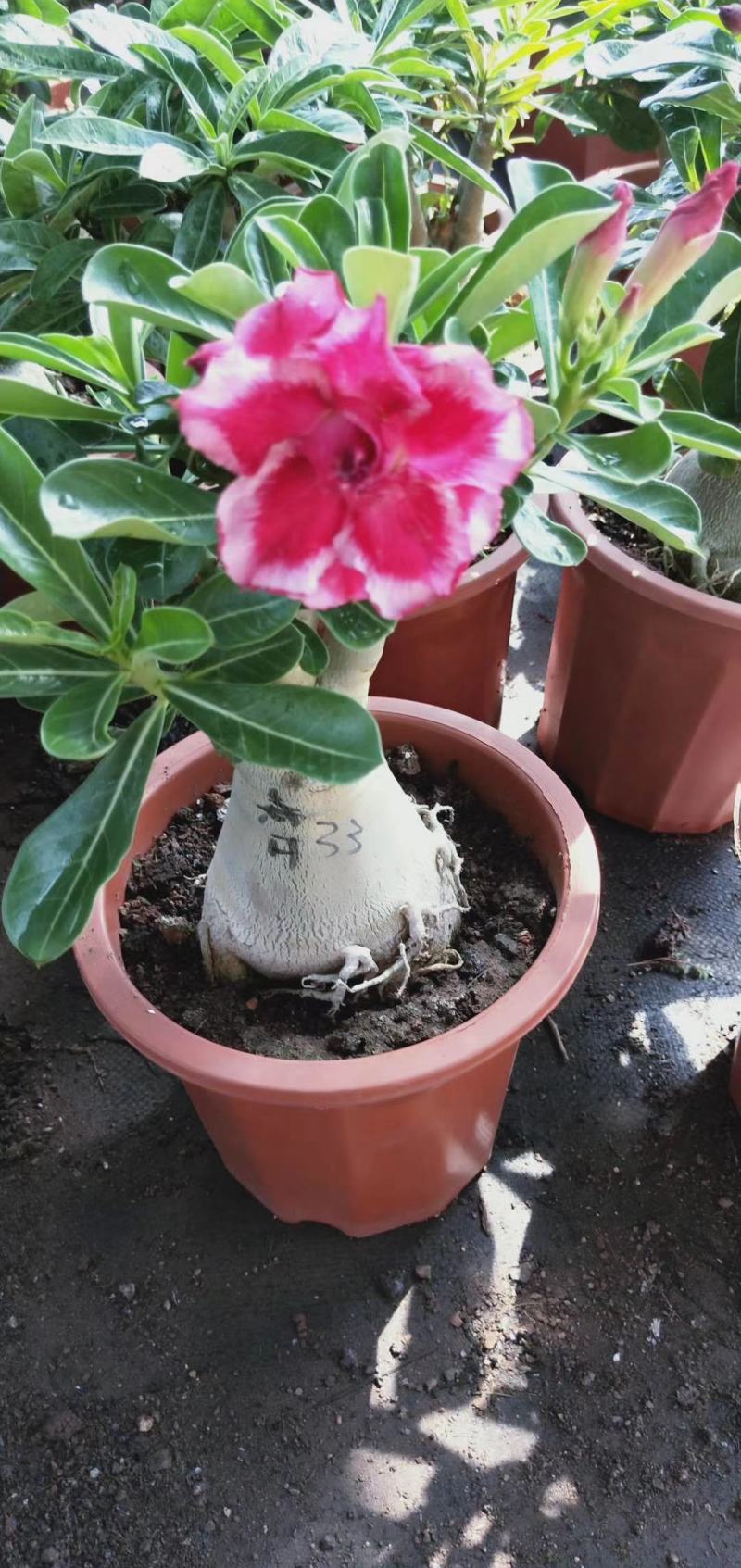 沙漠玫瑰