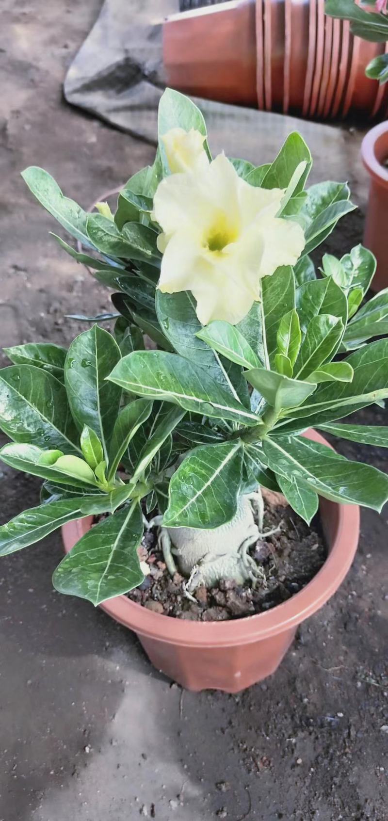 沙漠玫瑰
