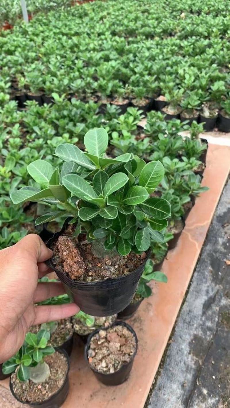 沙漠玫瑰
