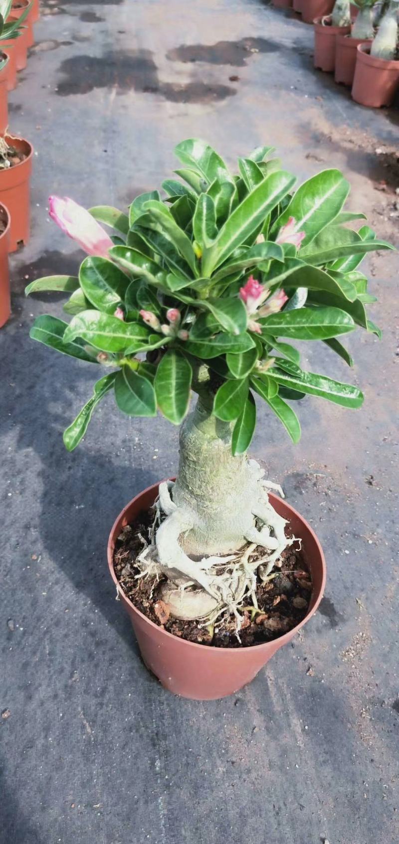 沙漠玫瑰