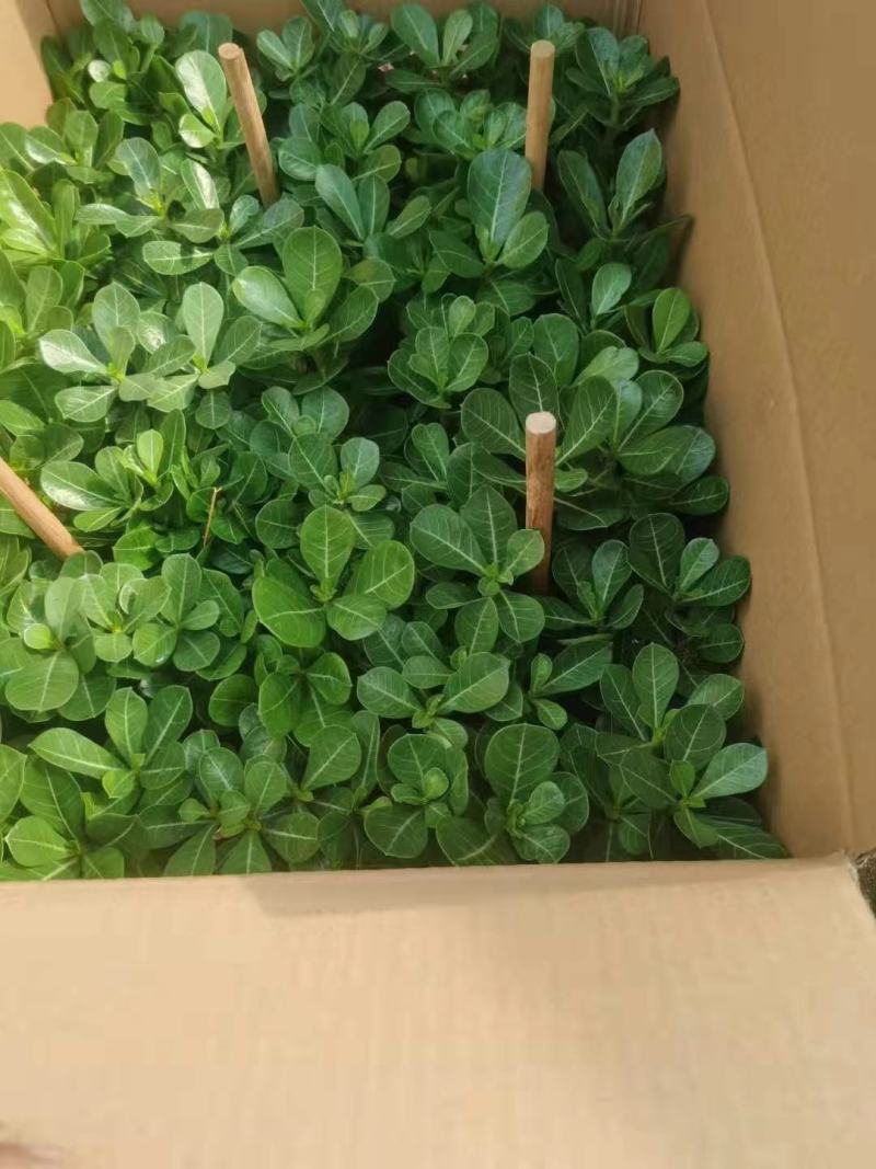 沙漠玫瑰