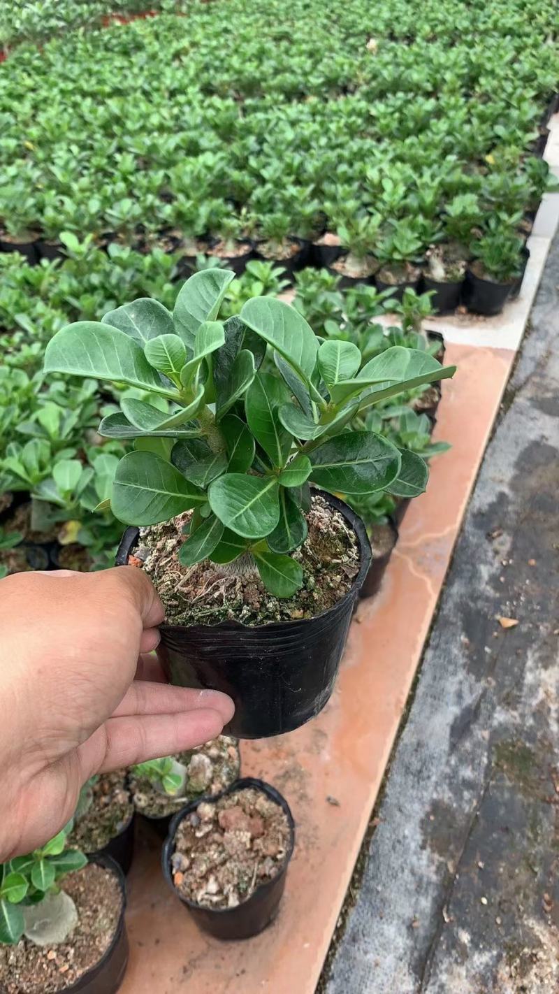 沙漠玫瑰