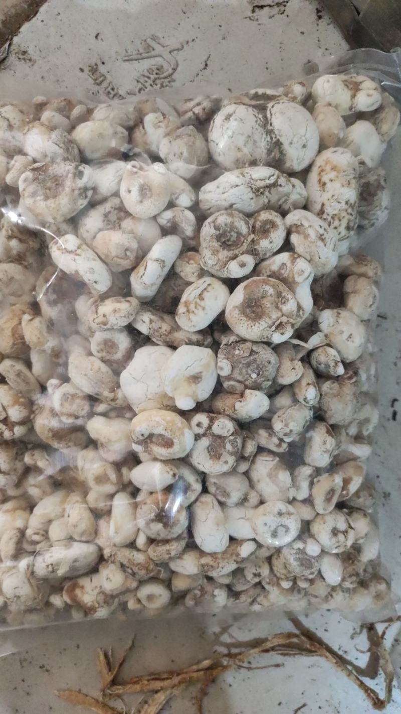 胆星胆！南！星！一件起售量大优惠不满意可以退换货