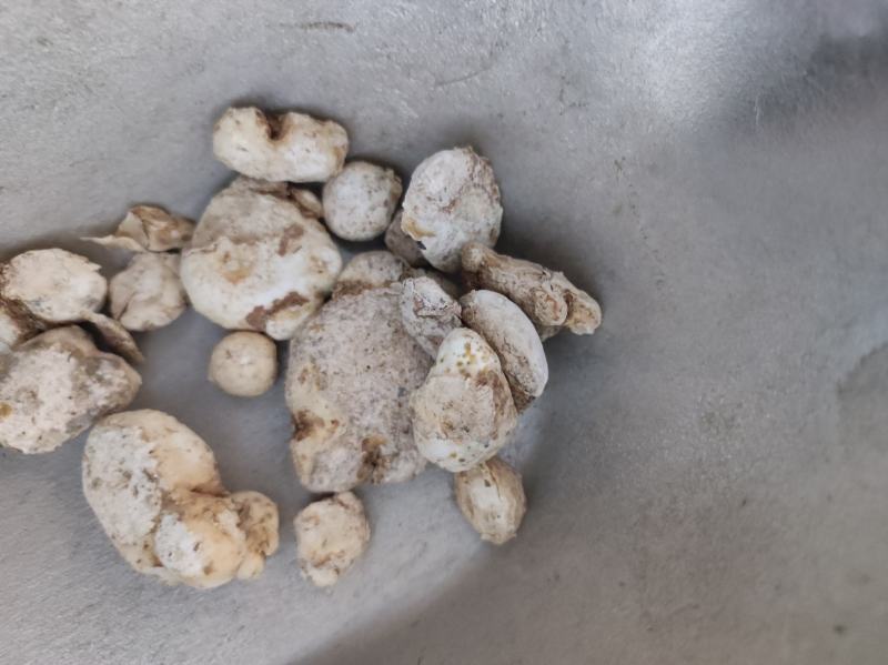 胆星胆！南！星！一件起售量大优惠不满意可以退换货