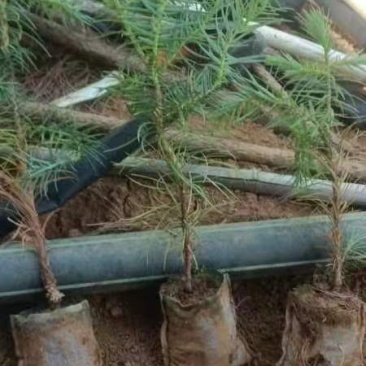 宜良天成林苗圃小袋杉木苗大量提供及配送，成话率高