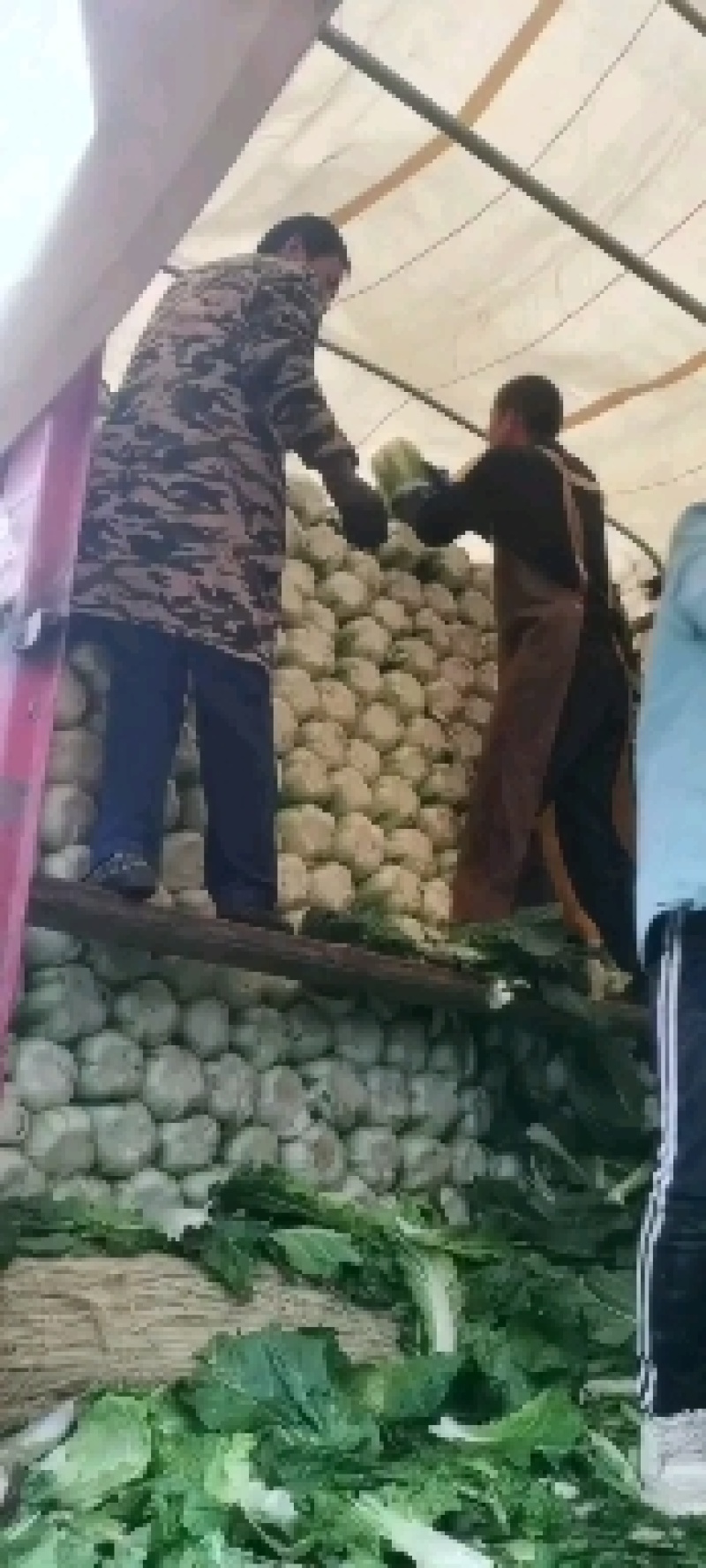 临洮黄心大白菜