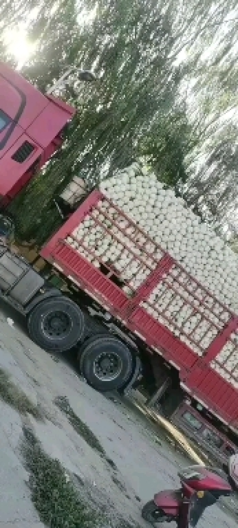 临洮黄心大白菜
