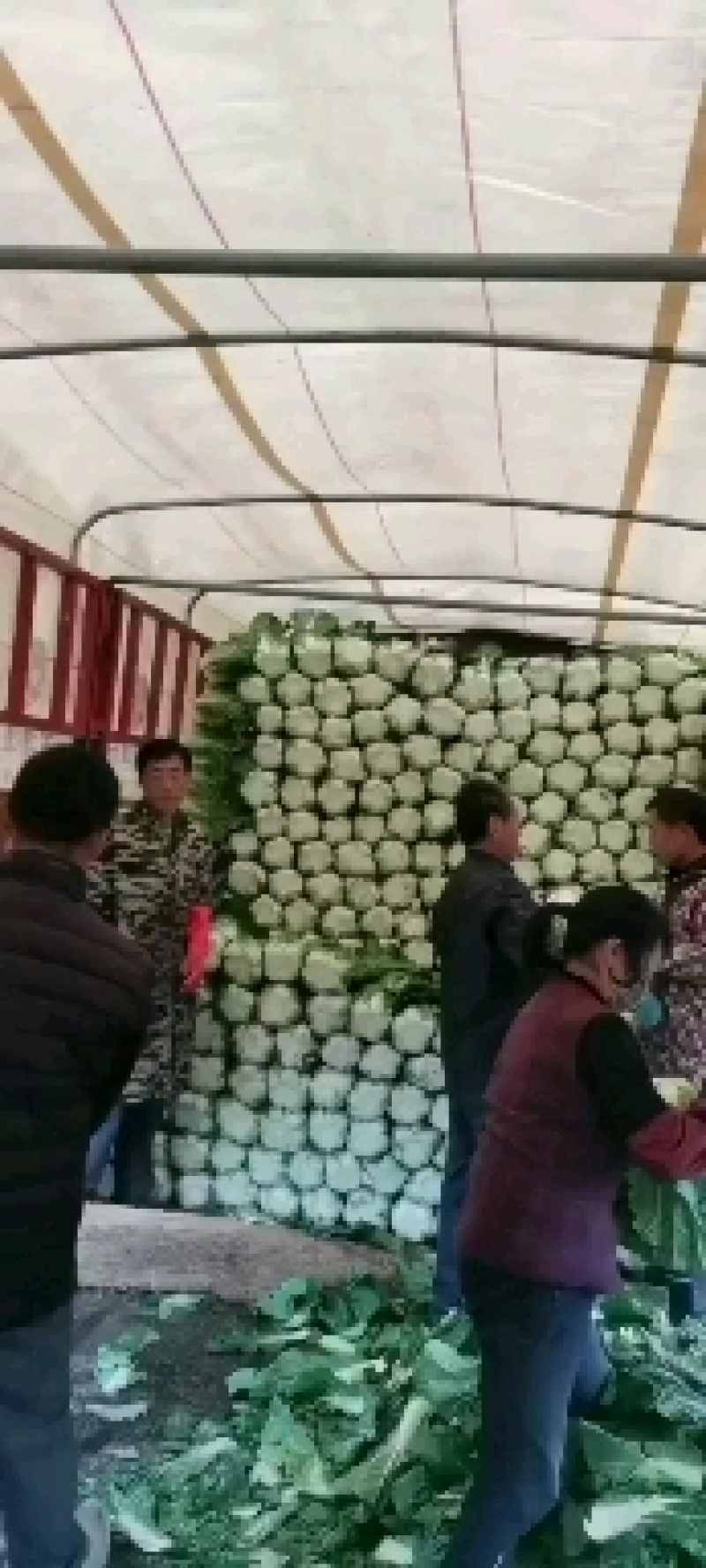 临洮黄心大白菜