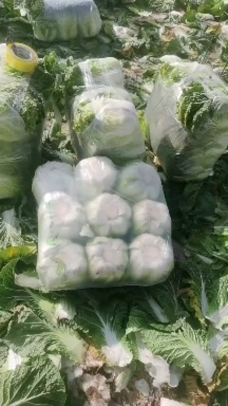 临洮黄心大白菜