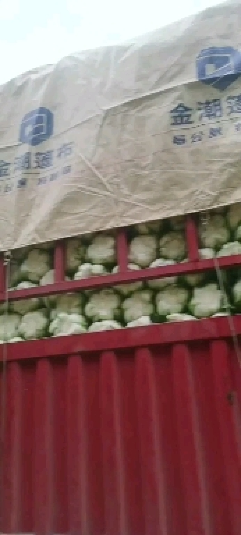 临洮黄心大白菜