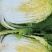 临洮黄心大白菜