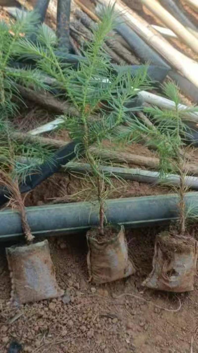 宜良天成林苗圃小袋杉木苗大量提供及配送，成话率高