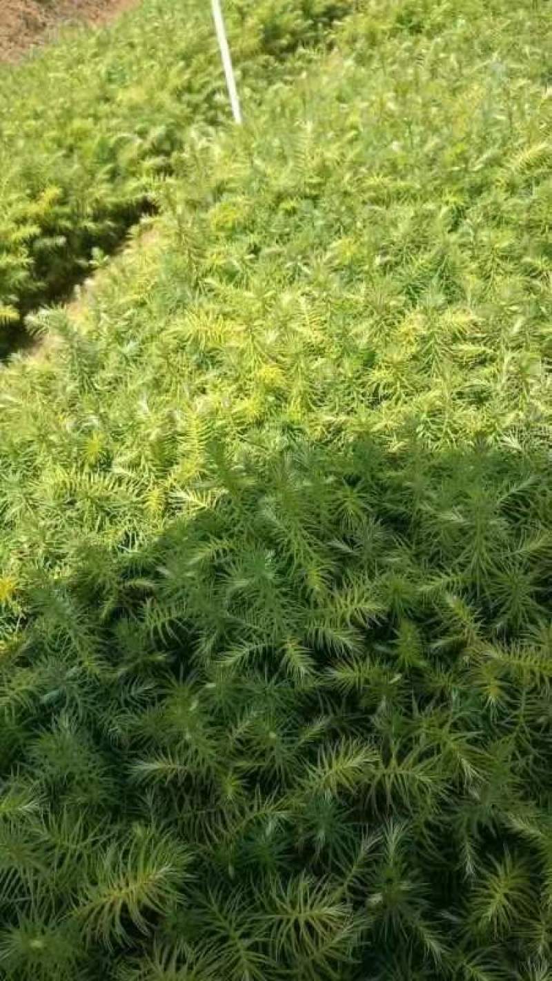 宜良天成林苗圃小袋杉木苗大量提供及配送，成话率高