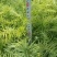 宜良天成林苗圃小袋杉木苗大量提供及配送，成话率高
