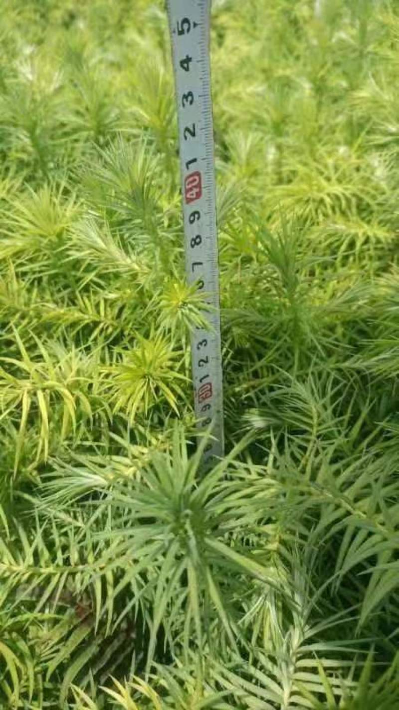 宜良天成林苗圃小袋杉木苗大量提供及配送，成话率高