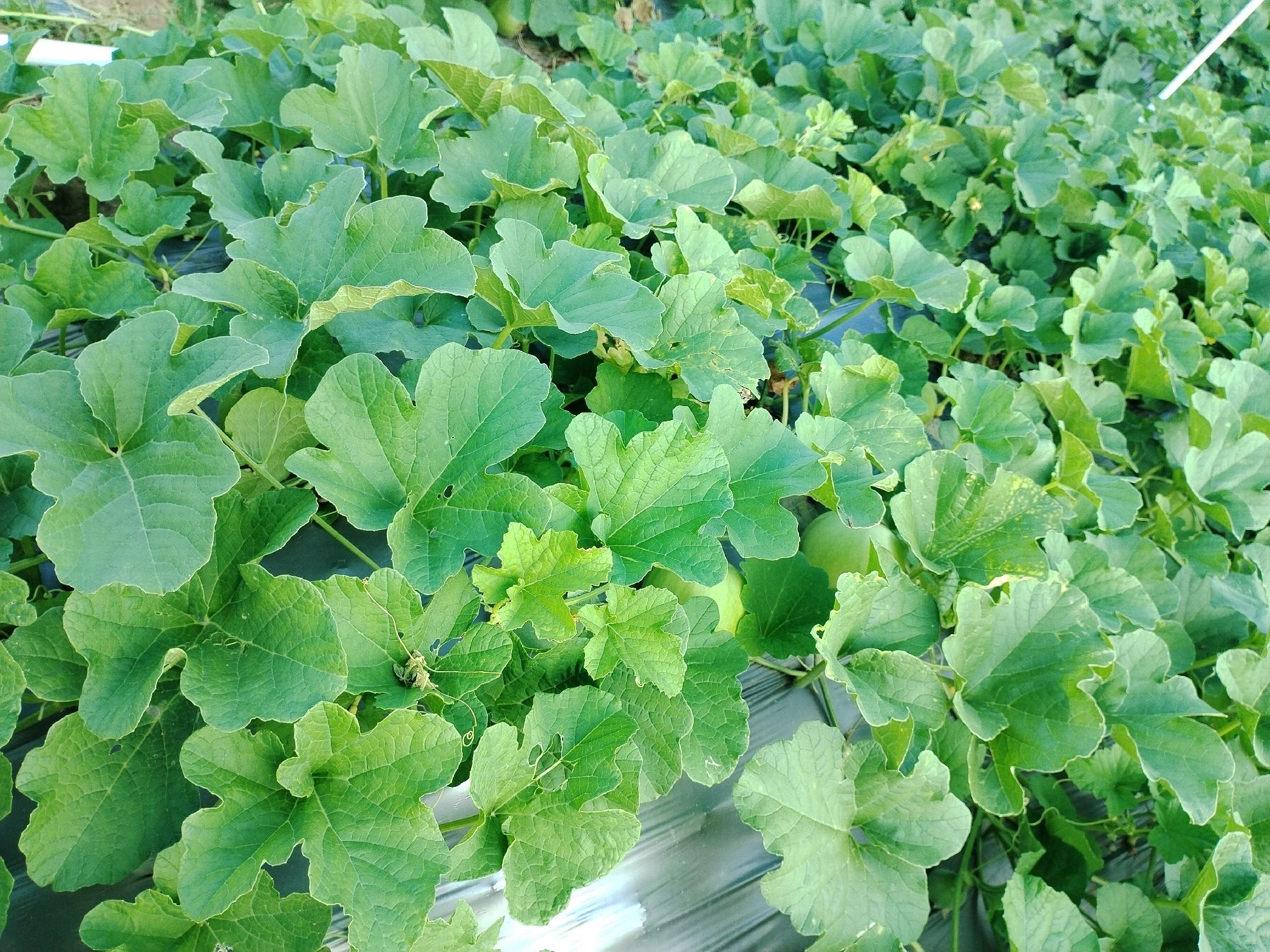 展示一片星甜甜瓜种植基地,绿叶与黄色果实交相辉映,背景为晴朗天空 甜瓜田间种植图