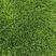 早熟禾高羊毛果岭草草坪草自有基地规格多样，欢迎采购