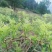 张家界莓茶