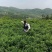 张家界莓茶