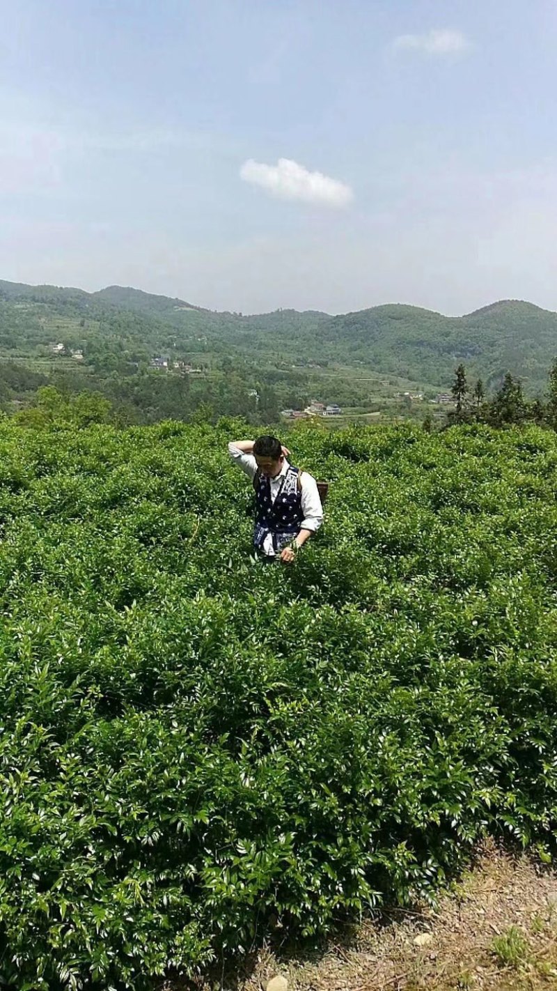 张家界莓茶