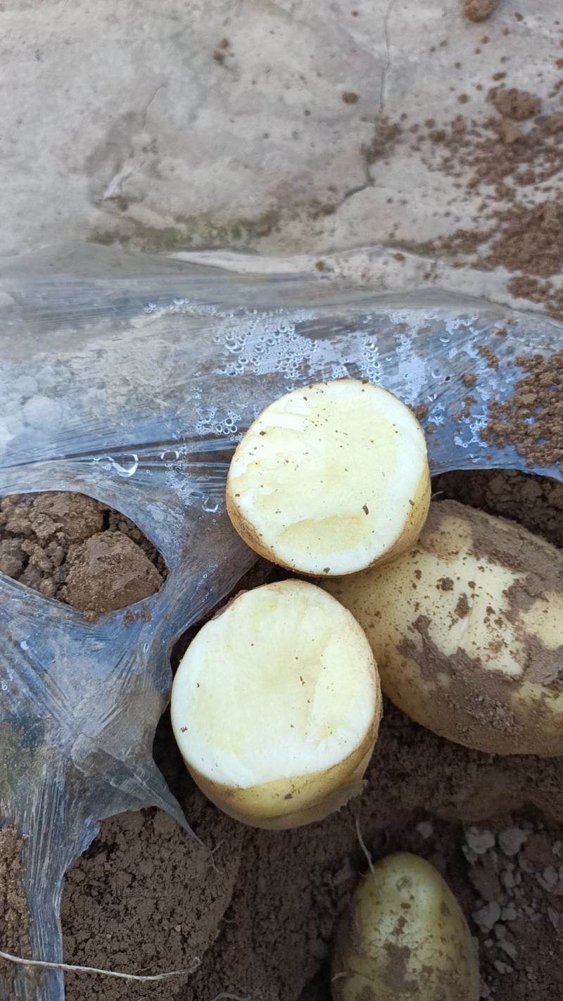 出售荷兰十五马铃薯