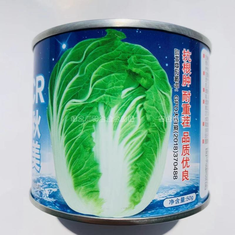 CR秋美抗根肿耐重茬抗病大白菜种子短圆筒形叠抱白菜种籽